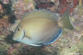 Image result for Acanthurus bahianus