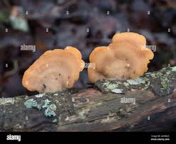 Attēlu rezultāti vaicājumam “Phyllotopsis nidulans”