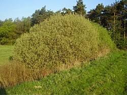 Attēlu rezultāti vaicājumam “Salix cinerea female flower”