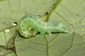 Attēlu rezultāti vaicājumam “Mamestra brassicae”