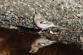 Attēlu rezultāti vaicājumam “Fringilla coelebs nest”