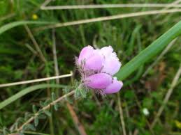 Attēlu rezultāti vaicājumam “Erica tetralix leaf”