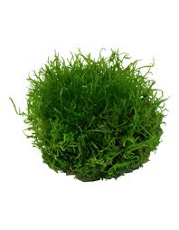 Attēlu rezultāti vaicājumam “Riccia fluitans”