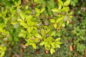 Attēlu rezultāti vaicājumam “Rhododendron sichotense”
