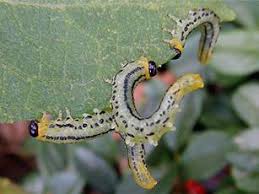 Attēlu rezultāti vaicājumam “Therevidae larva”