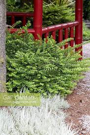 Attēlu rezultāti vaicājumam “Holcus mollis”