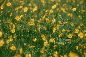 Attēlu rezultāti vaicājumam “Ranunculus flammula”