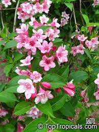 Attēlu rezultāti vaicājumam “Weigela praecox”