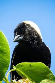 Image result for Dolichonyx oryzivorus