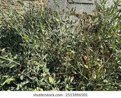 Attēlu rezultāti vaicājumam “Polygonum arenastrum leaf”