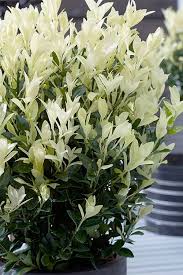 Attēlu rezultāti vaicājumam “Euonymus flower”