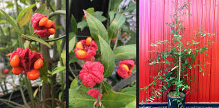 Attēlu rezultāti vaicājumam “Euonymus flower”