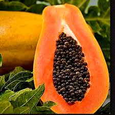 Image result for Carica papaya