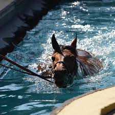 Image result for Elite Racing Club