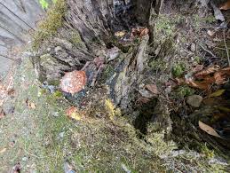 Attēlu rezultāti vaicājumam “Fuligo leviderma”