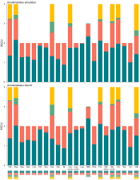 Image result for Acroteriobatus blochii