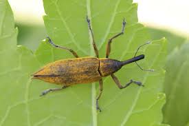 Attēlu rezultāti vaicājumam “Lixus iridis”