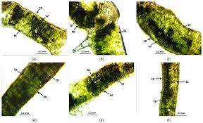 Attēlu rezultāti vaicājumam “Rudbeckia hirta var. hirta leaf”