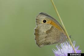 Attēlu rezultāti vaicājumam “Hyponephele lycaon”