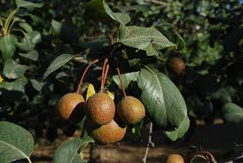 Attēlu rezultāti vaicājumam “Pyrus”