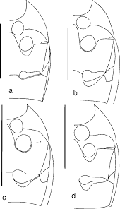 Attēlu rezultāti vaicājumam “Scaphisoma sp.”