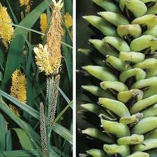 Attēlu rezultāti vaicājumam “Carex acutiformis fruit”