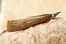 Attēlu rezultāti vaicājumam “Chrysoteuchia culmella”