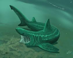 Image result for Cetorhinus maximus