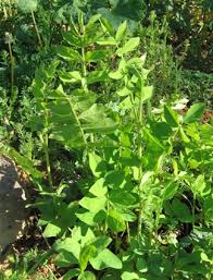 Attēlu rezultāti vaicājumam “Galega orientalis leaf”