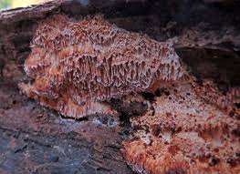 Attēlu rezultāti vaicājumam “Ceriporiopsis resinascens”