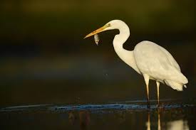 Attēlu rezultāti vaicājumam “Egretta alba”