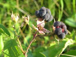Attēlu rezultāti vaicājumam “Rubus caesius”