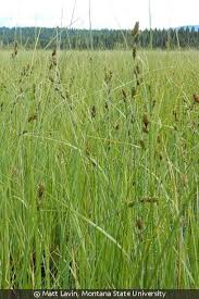 Attēlu rezultāti vaicājumam “Carex buxbaumii”