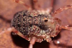 Attēlu rezultāti vaicājumam “Lophopilio palpinalis”