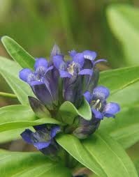 Attēlu rezultāti vaicājumam “Gentiana cruciata flower”