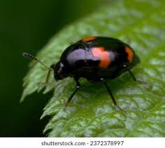 Attēlu rezultāti vaicājumam “Scaphidium quadrimaculatum”