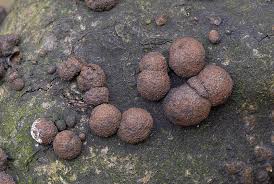 Attēlu rezultāti vaicājumam “Hypoxylon fuscum”