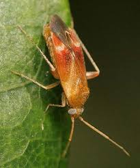 Attēlu rezultāti vaicājumam “Psallus sp.”