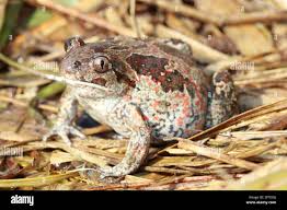 Attēlu rezultāti vaicājumam “Pelobates fuscus”