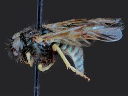 Attēlu rezultāti vaicājumam “Cimbicidae”