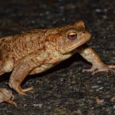Attēlu rezultāti vaicājumam “Bufo bufo”