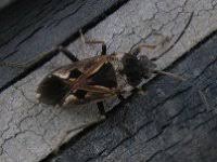 Attēlu rezultāti vaicājumam “Schizolachnus pineti”