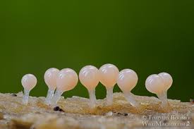 Attēlu rezultāti vaicājumam “Hemitrichia decipiens spores”