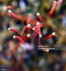 Attēlu rezultāti vaicājumam “Brachythecium rutabulum”