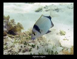 Image result for Diplodus vulgaris
