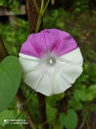 Image result for Ipomoea purpurea