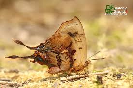 Attēlu rezultāti vaicājumam “Theclinae”