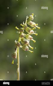 Attēlu rezultāti vaicājumam “Orthilia secunda bud”