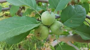 Attēlu rezultāti vaicājumam “Malus domestica fruit”