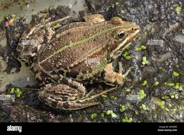 Attēlu rezultāti vaicājumam “Pelophylax adult”